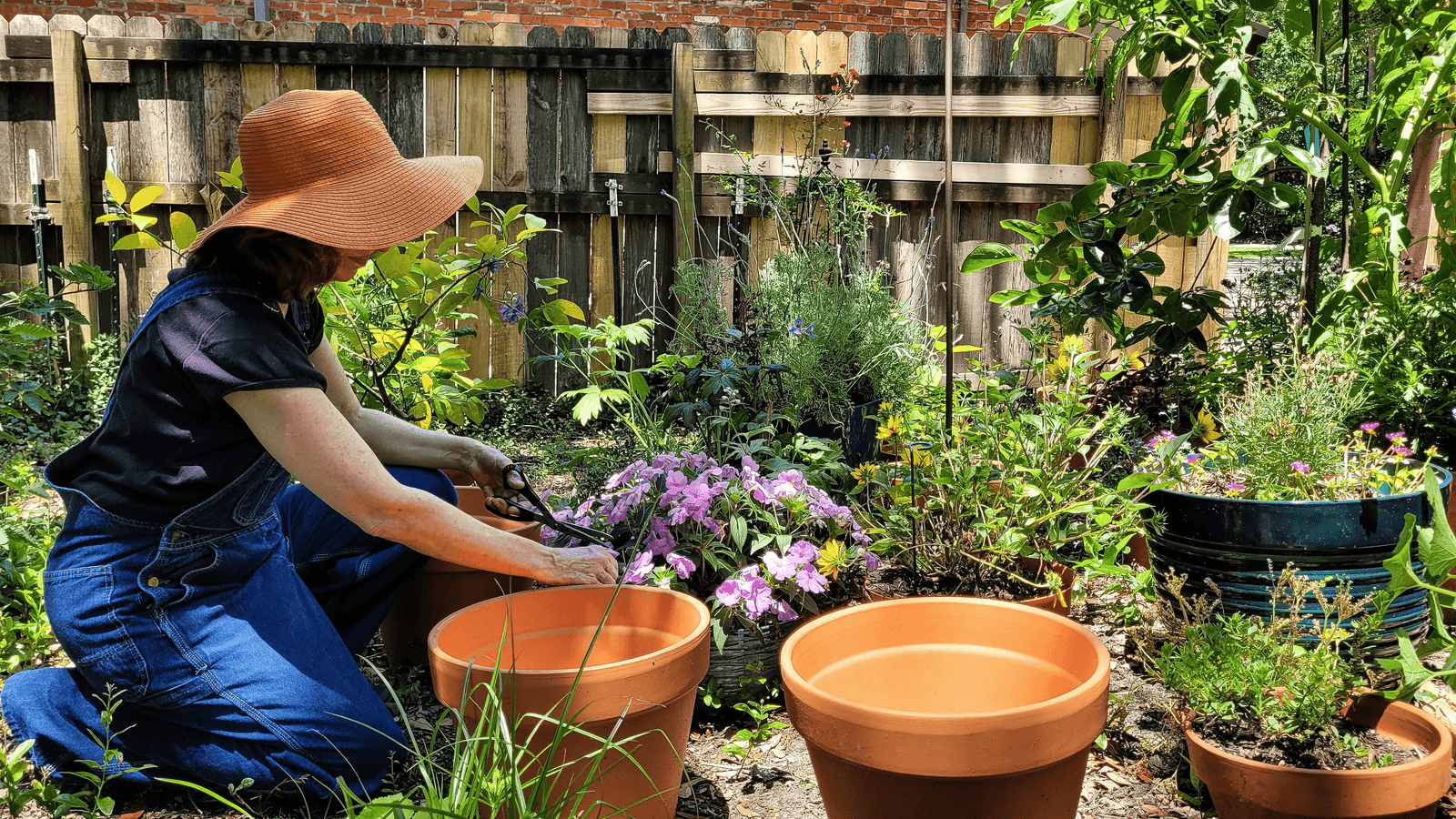 Gardening Tips For Australian Climates: A Comprehensive Guide 🌿🌞 1 Gardening Tips For Australian Climates