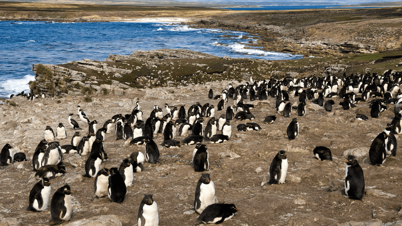 Wildlife In Argentina: Spotting Penguins, Whales, And More 🐧🐋🌿 1 Wildlife In Argentina Spotting Penguins, Whales, And More