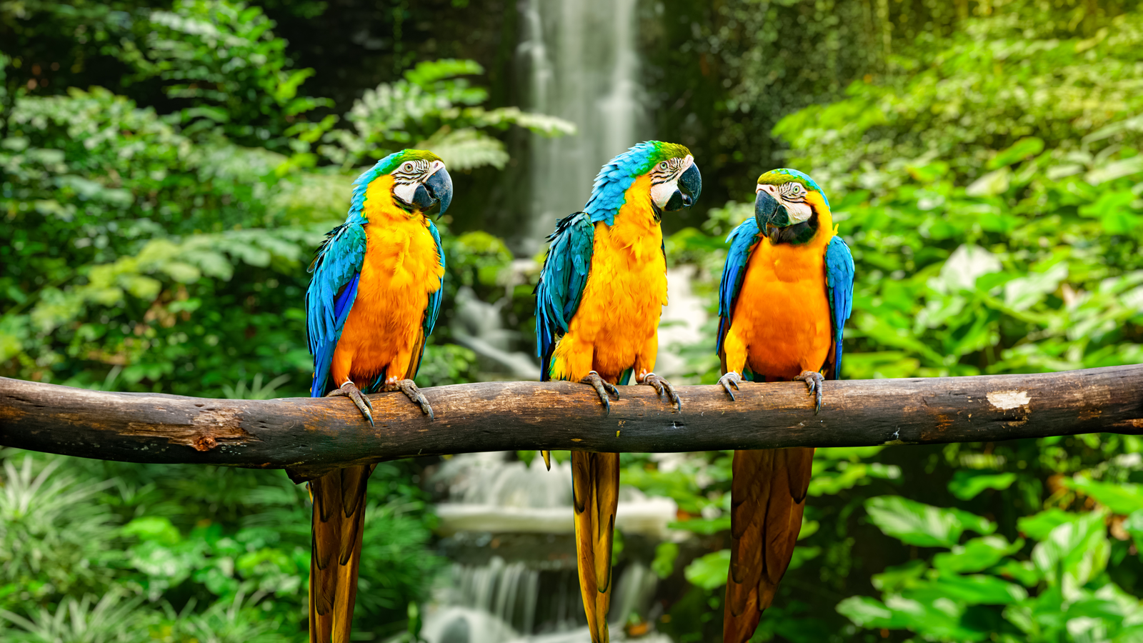 Costa Rica’s Rainforests And Biodiversity: A Nature Lover’s Paradise 🌿🐒 1 Costa Rica’s Rainforests And Biodiversity