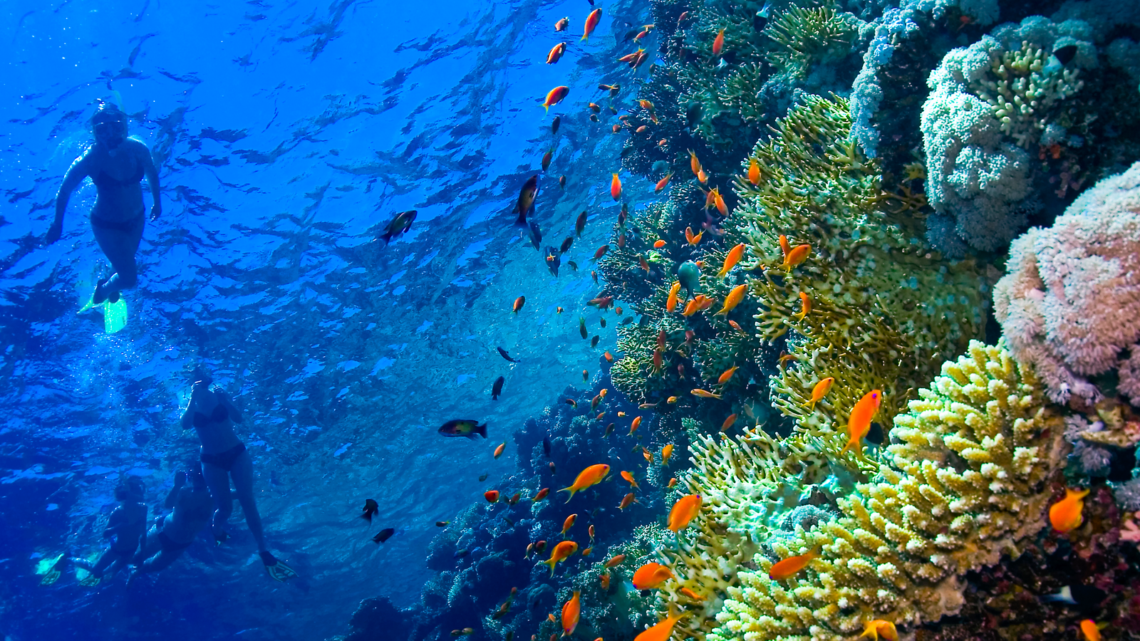 Djibouti’s Marine Life And Conservation Efforts: A Treasure Trove Of Biodiversity In The Red Sea 🌊🐋🐠 1 Djibouti’s Marine Life And Conservation Efforts