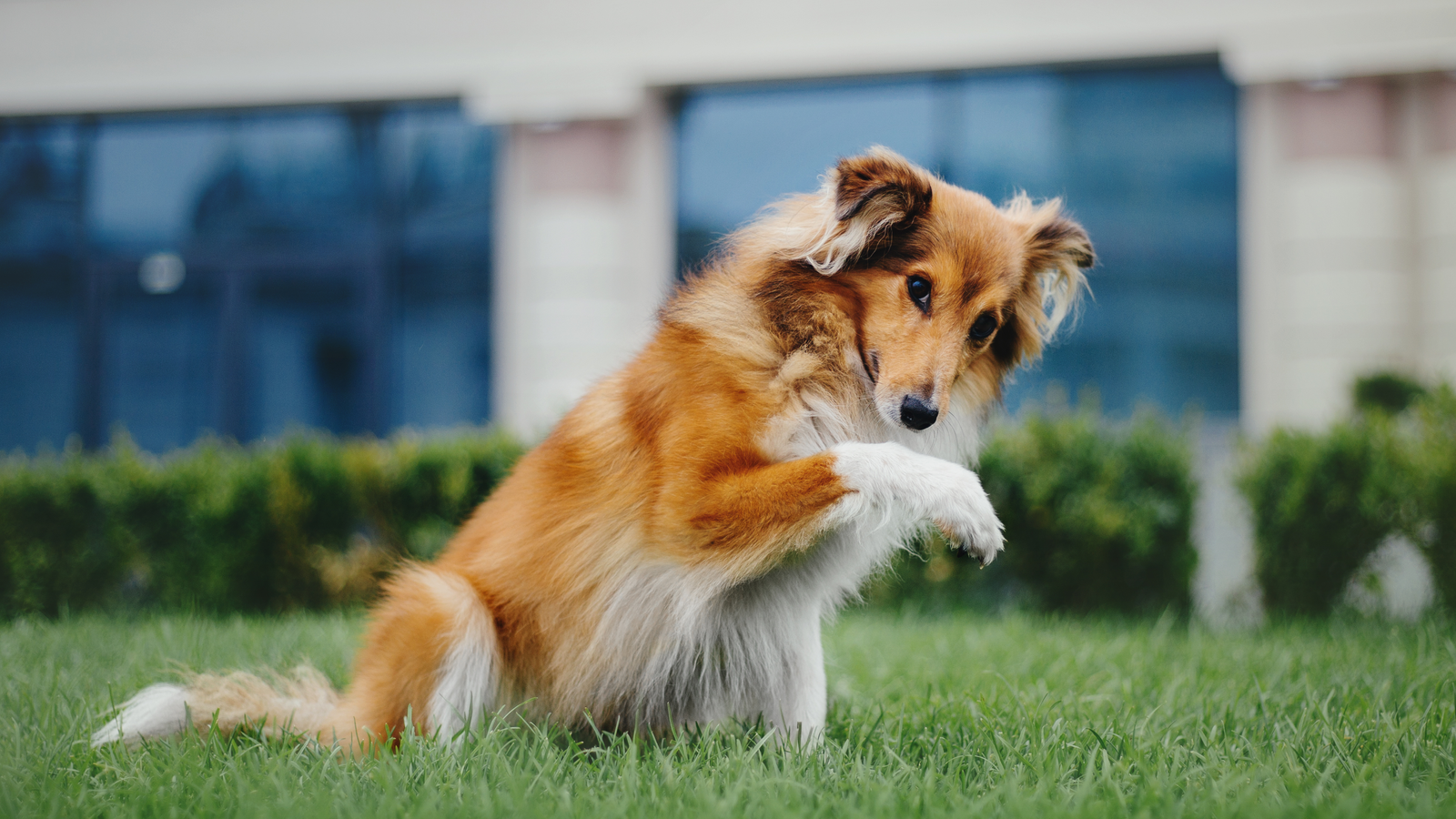 Kutyavásárlás – Tippek, Trükkök, Buktatók 🐕📋 1 Kutyavásárlás – Tippek, Trükkök, Buktatók